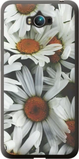 Чохол на Asus ZenFone Max ZC550KL Ромашки v2 фото 1 з 1