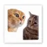Стікер 3D до 5см Animal Collection – Коти меми. Фото 1 з 6
