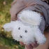 Футляр Fluffy Dog для Apple AirPods 1/2 – White. Фото 2 з 2