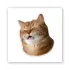 Стікер 3D до 5см Animal Collection – Funny Cat. Фото 2 з 4