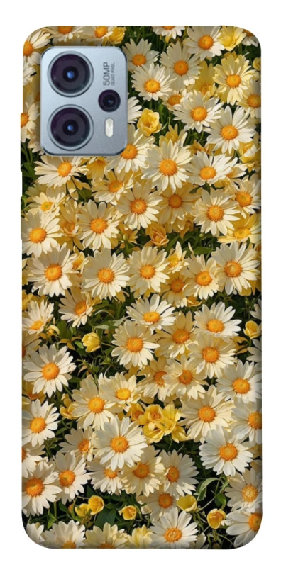 Чохол на Motorola Moto G23 Camomile фото 1 з 1