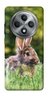 Чехол на Oppo Reno 12 F 4G Кролики фото 1 из 1