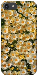 Чехол на Apple iPhone 7 / 8 (4.7") Camomile фото 1 из 1