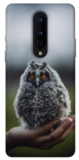 Чехол на OnePlus 8 Совёнок фото 1 из 1