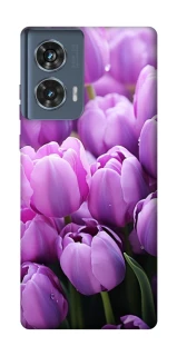 Чехол на Motorola Edge 50 Фиолетовые тюльпаны фото 1 из 1
