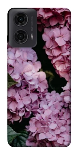 Чехол на Motorola Moto G24 Розовые гартензии фото 1 из 1