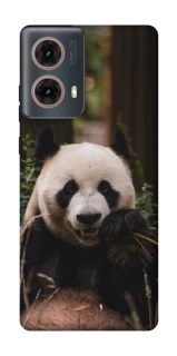 Чохол на Motorola Moto G85 Панда фото 1 з 1