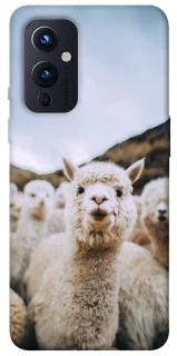 Чехол на OnePlus 9 Лама фото 1 из 1