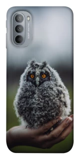 Чохол на Motorola Moto G31 Совеня фото 1 з 1