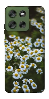 Чехол на Motorola Moto G56 5G Ромашки v13 фото 1 из 1