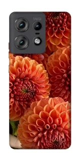 Чохол на Motorola Edge 50 Pro Flower1 фото 1 з 1