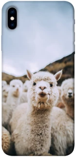 Чехол на Apple iPhone XS Max (6.5") Лама фото 1 из 1