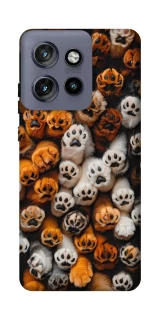 Чехол на Motorola Edge 50 Neo Сat paws фото 1 из 1