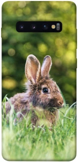 Чехол на Samsung Galaxy S10+ Кролики фото 1 из 1