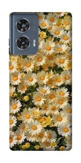Чохол на Motorola Edge 50 Camomile фото 1 з 1