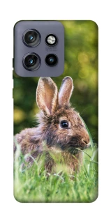 Чехол на Motorola Edge 50 Neo Кролики фото 1 из 1