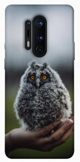 Чохол на OnePlus 8 Pro Совеня фото 1 з 1