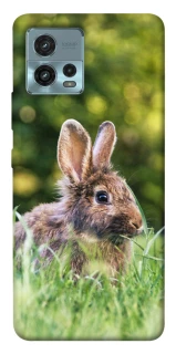 Чохол на Motorola Moto G72 Кролики фото 1 з 1