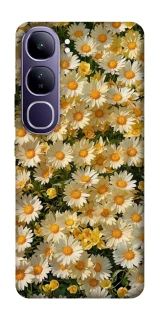 Чохол на Vivo Y300 Camomile фото 1 з 1