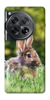 Чехол на OnePlus 12 Кролики фото 1 из 1