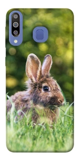 Чехол на Samsung Galaxy M30 Кролики фото 1 из 1