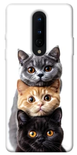 Чохол на OnePlus 8 Гарні котики фото 1 з 1