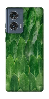 Чехол на Motorola Edge 50 Листья фото 1 из 1