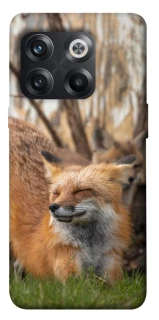 Чехол на OnePlus 10T Лиса фото 1 из 1