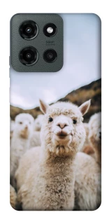 Чехол на Motorola Moto G Power (2025) Лама фото 1 из 1