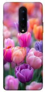 Чохол на OnePlus 8 Тюльпанове поле фото 1 з 1