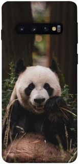 Чехол на Samsung Galaxy S10 Панда фото 1 из 1