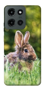 Чехол на Motorola Moto G Power (2025) Кролики фото 1 из 1