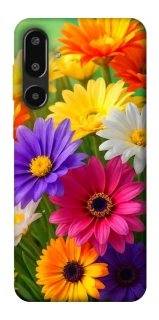 Чохол на Samsung Galaxy F16 Flowers v32 фото 1 з 1