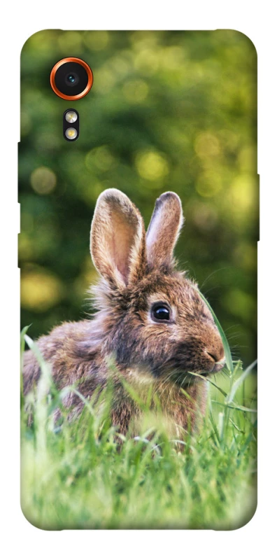 Чехол на Samsung Galaxy Xcover7 Кролики фото 1 из 1