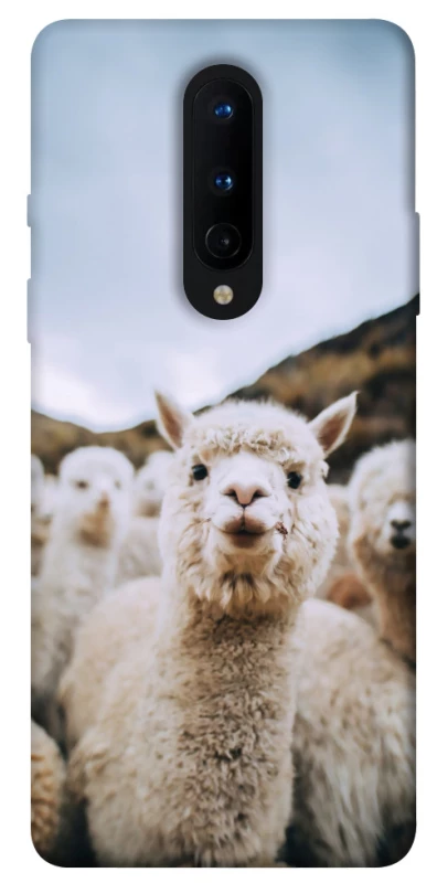 Чехол на OnePlus 8 Лама фото 1 из 1
