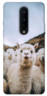 Чохол на OnePlus 8 Лама фото 1 з 1