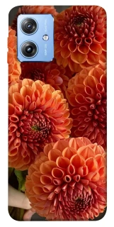 Чохол на Motorola Moto G84 Flower1 фото 1 з 1
