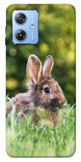 Чехол на Motorola Moto G84 Кролики фото 1 из 1