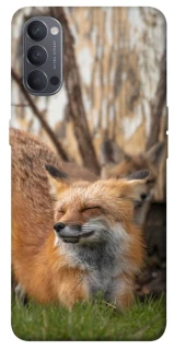 Чехол на Oppo Reno 4 Лиса фото 1 из 1