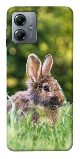 Чехол на Motorola Moto G14 Кролики фото 1 из 1