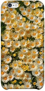 Чехол на Apple iPhone 6/6s plus (5.5") Camomile фото 1 из 1