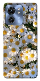 Чехол на Motorola Edge 40 Поле ромашек фото 1 из 1