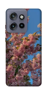 Чехол на Motorola Edge 50 Neo Flowers v4 фото 1 из 1