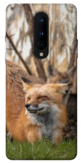 Чохол на OnePlus 8 Лисиця фото 1 з 1