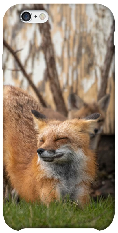 Чехол на Apple iPhone 6/6s (4.7") Лиса фото 1 из 1