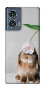Чохол на Motorola Edge 50 Bunny фото 1 з 1