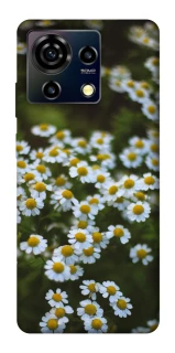 Чехол на ZTE Blade V50 Vita Ромашки v13 фото 1 из 1