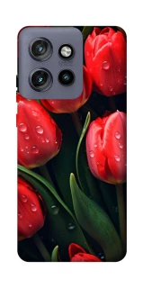 Чохол на Motorola Edge 50 Neo Червоні тюльпани фото 1 Чохол на Motorola Edge 50 Neo Червоні тюльпани фото 1 з 1