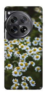 Чохол на OnePlus 12 Ромашки v13 фото 1 з 1