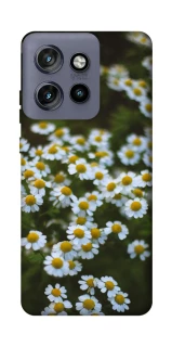 Чехол на Motorola Edge 50 Neo Ромашки v13 фото 1 из 1